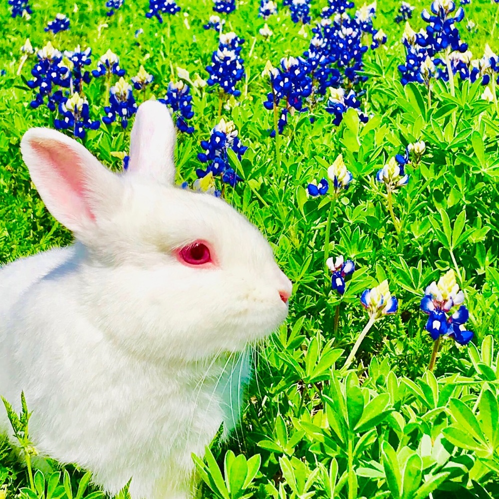 Meet your Posher, Mini